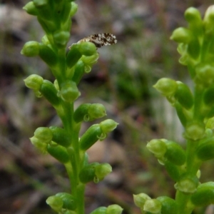 Tephritidae sp. (family) at Boro, NSW - suppressed