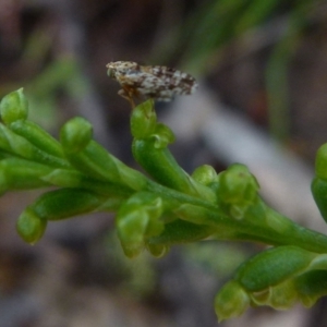 Tephritidae sp. (family) at Boro, NSW - suppressed