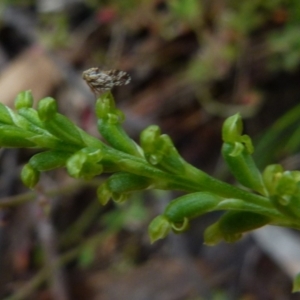 Tephritidae sp. (family) at Boro, NSW - suppressed