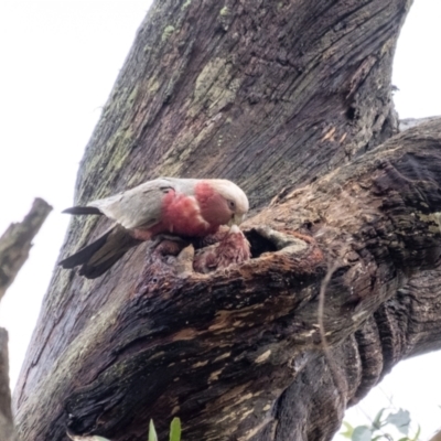 Eolophus roseicapilla (Galah) at Penrose, NSW - 28 Nov 2021 by Aussiegall