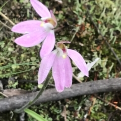Caladenia carnea (Pink fingers) at Yaouk, NSW - 28 Nov 2021 by Tapirlord