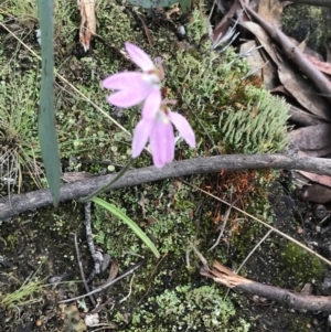 Caladenia carnea at Yaouk, NSW - 28 Nov 2021