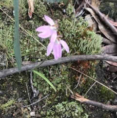 Caladenia carnea at Yaouk, NSW - 28 Nov 2021