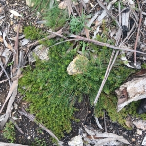 Persoonia chamaepeuce at Yaouk, NSW - 28 Nov 2021