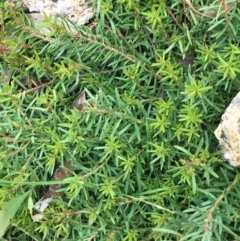 Persoonia chamaepeuce at Yaouk, NSW - 28 Nov 2021