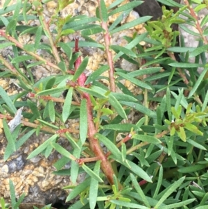 Persoonia chamaepeuce at Yaouk, NSW - 28 Nov 2021 11:32 AM