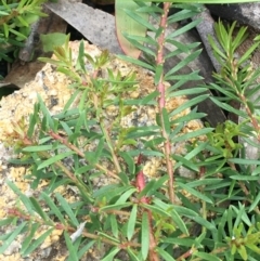 Persoonia chamaepeuce at Yaouk, NSW - 28 Nov 2021 11:32 AM