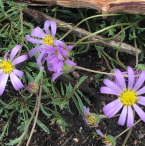 Calotis scabiosifolia var. integrifolia at Yaouk, NSW - 28 Nov 2021