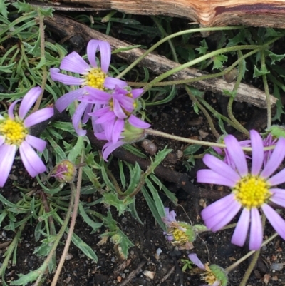 Calotis scabiosifolia var. integrifolia (Rough Burr-daisy) at Scabby Range Nature Reserve - 28 Nov 2021 by Ned_Johnston