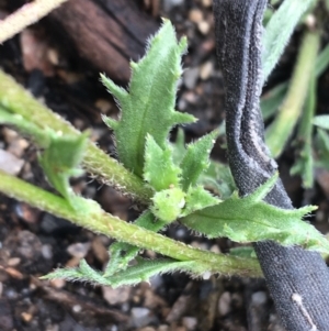 Calotis scabiosifolia var. integrifolia at Yaouk, NSW - 28 Nov 2021