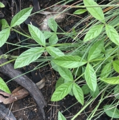 Cullen microcephalum (Dusky Scurf-pea) at Scabby Range Nature Reserve - 28 Nov 2021 by Ned_Johnston