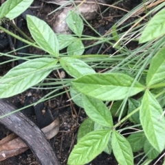 Cullen microcephalum at Yaouk, NSW - 28 Nov 2021