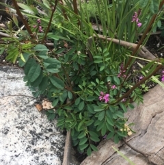 Indigofera australis subsp. australis (Australian Indigo) at Yaouk, NSW - 28 Nov 2021 by NedJohnston