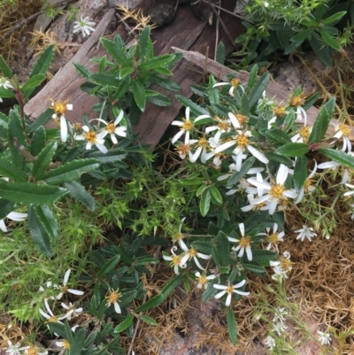 Olearia erubescens (Silky Daisybush) at Yaouk, NSW - 28 Nov 2021 by Ned_Johnston