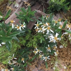 Olearia erubescens (Silky Daisybush) at Scabby Range Nature Reserve - 28 Nov 2021 by Ned_Johnston