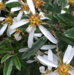 Olearia erubescens at Yaouk, NSW - 28 Nov 2021 11:39 AM