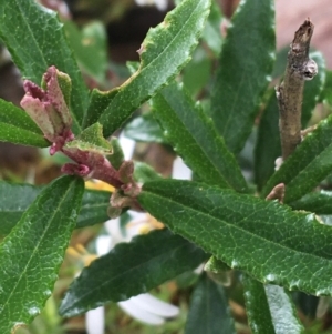 Olearia erubescens at Yaouk, NSW - 28 Nov 2021 11:39 AM