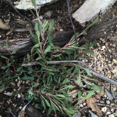 Hibbertia obtusifolia (Grey Guinea-flower) at Yaouk, NSW - 28 Nov 2021 by Ned_Johnston