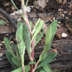 Hibbertia obtusifolia at Yaouk, NSW - 28 Nov 2021