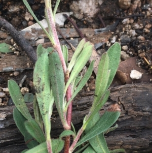 Hibbertia obtusifolia at Yaouk, NSW - 28 Nov 2021