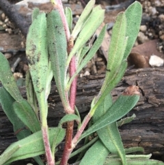 Hibbertia obtusifolia at Yaouk, NSW - 28 Nov 2021