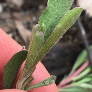 Hibbertia obtusifolia at Yaouk, NSW - 28 Nov 2021
