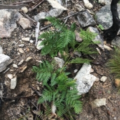 Pteridium esculentum (Bracken) at Scabby Range Nature Reserve - 28 Nov 2021 by Ned_Johnston