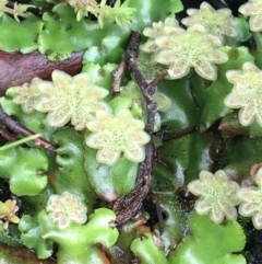 Marchantia sp. (genus) (A Liverwort) at Yaouk, NSW - 28 Nov 2021 by NedJohnston