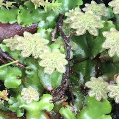 Marchantia sp. (genus) (A Liverwort) at Yaouk, NSW - 28 Nov 2021 by NedJohnston