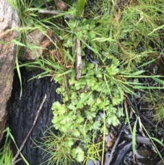 Marchantia sp. (genus) at Yaouk, NSW - 28 Nov 2021 11:44 AM