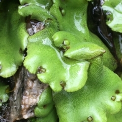 Marchantia sp. (genus) at Yaouk, NSW - 28 Nov 2021 11:44 AM