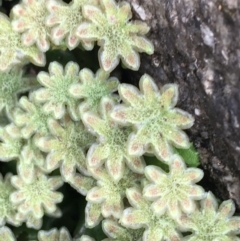 Marchantia sp. (genus) at Yaouk, NSW - 28 Nov 2021
