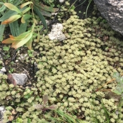 Marchantia sp. (genus) at Yaouk, NSW - 28 Nov 2021 11:44 AM