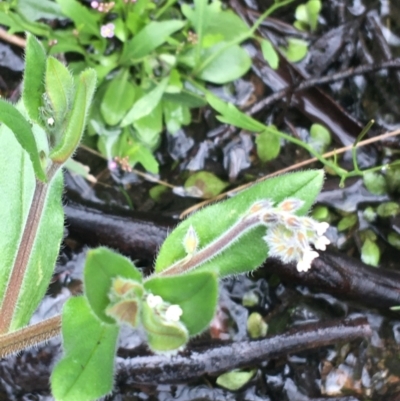 Myosotis australis (Austral Forget-Me-Not) at Scabby Range Nature Reserve - 28 Nov 2021 by NedJohnston