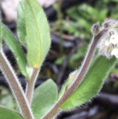 Myosotis australis at Scabby Range Nature Reserve - 28 Nov 2021 11:45 AM