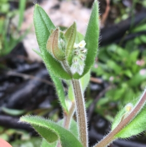 Myosotis australis at Scabby Range Nature Reserve - 28 Nov 2021