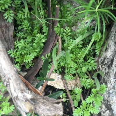 Leptinella filicula (Mountain Cotula) at Scabby Range Nature Reserve - 28 Nov 2021 by Ned_Johnston