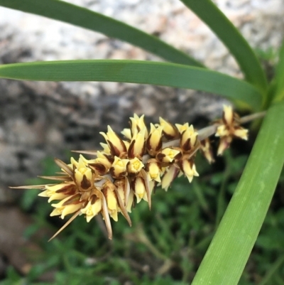 Lomandra (genus) (A Matrush) at Yaouk, NSW - 28 Nov 2021 by NedJohnston