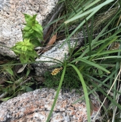 Lomandra sp. at Yaouk, NSW - 28 Nov 2021 11:50 AM