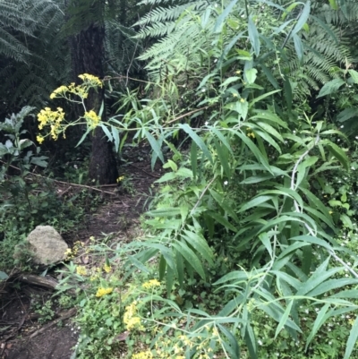 Senecio linearifolius var. arachnoideus (Cobweb Fireweed Groundsel) at Bundanoon - 14 Nov 2021 by Tapirlord