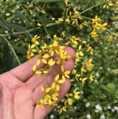 Senecio linearifolius var. arachnoideus at Bundanoon, NSW - 14 Nov 2021