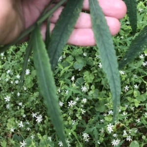 Senecio linearifolius var. arachnoideus at Bundanoon, NSW - 14 Nov 2021