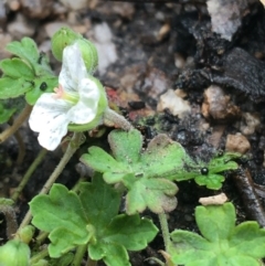 Geranium obtusisepalum (Kosciusko Crane's-bill) at Scabby Range Nature Reserve - 28 Nov 2021 by NedJohnston