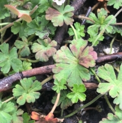 Geranium obtusisepalum at Yaouk, NSW - 28 Nov 2021