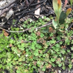 Geranium obtusisepalum at Yaouk, NSW - 28 Nov 2021