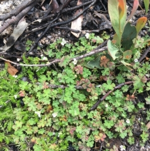 Geranium obtusisepalum at Yaouk, NSW - 28 Nov 2021
