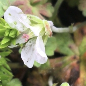 Geranium obtusisepalum at Yaouk, NSW - 28 Nov 2021