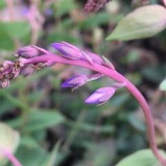 Veronica perfoliata (Digger's Speedwell) at Scabby Range Nature Reserve - 28 Nov 2021 by Ned_Johnston