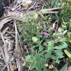 Veronica perfoliata at Yaouk, NSW - 28 Nov 2021