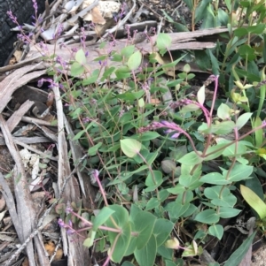 Veronica perfoliata at Yaouk, NSW - 28 Nov 2021 12:00 PM